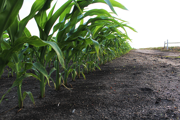 Corn growing in rich dark soil 