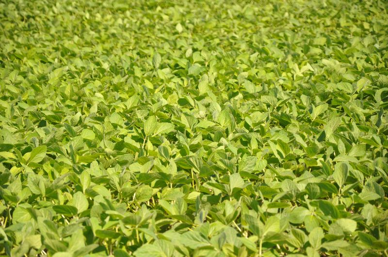Soybean field