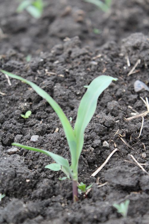 Small corn plant erupting from the soil